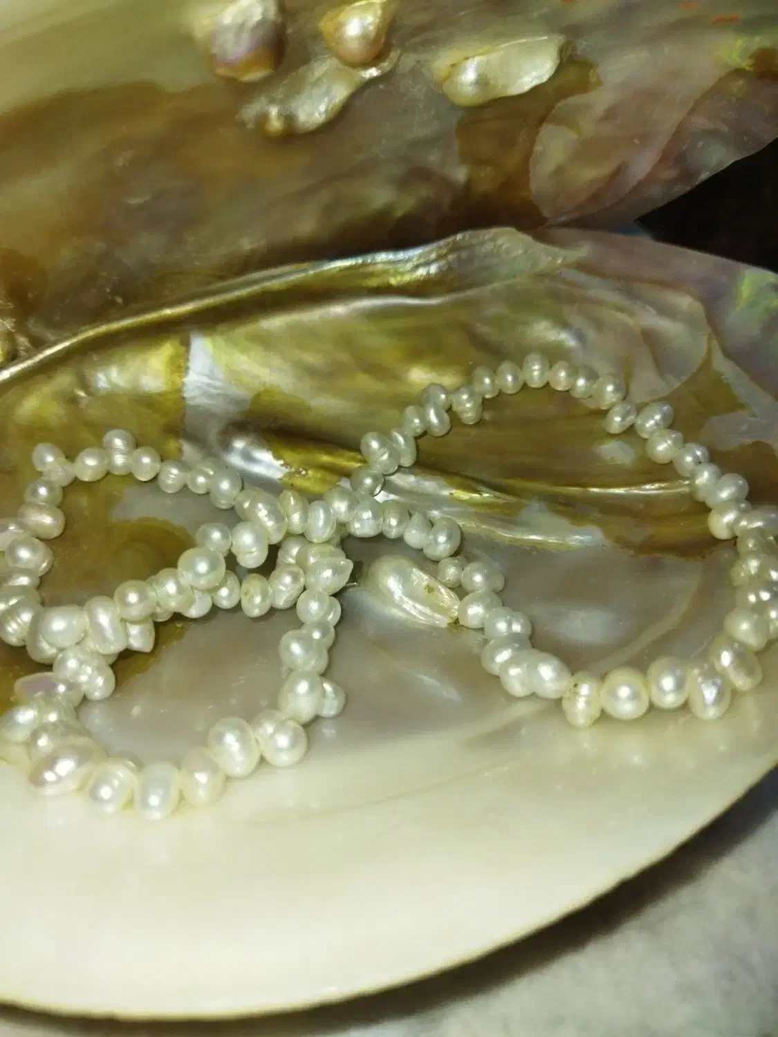 گرنبند مروارید اصل|جواهرات|سبزوار, پاسداران|دیوار