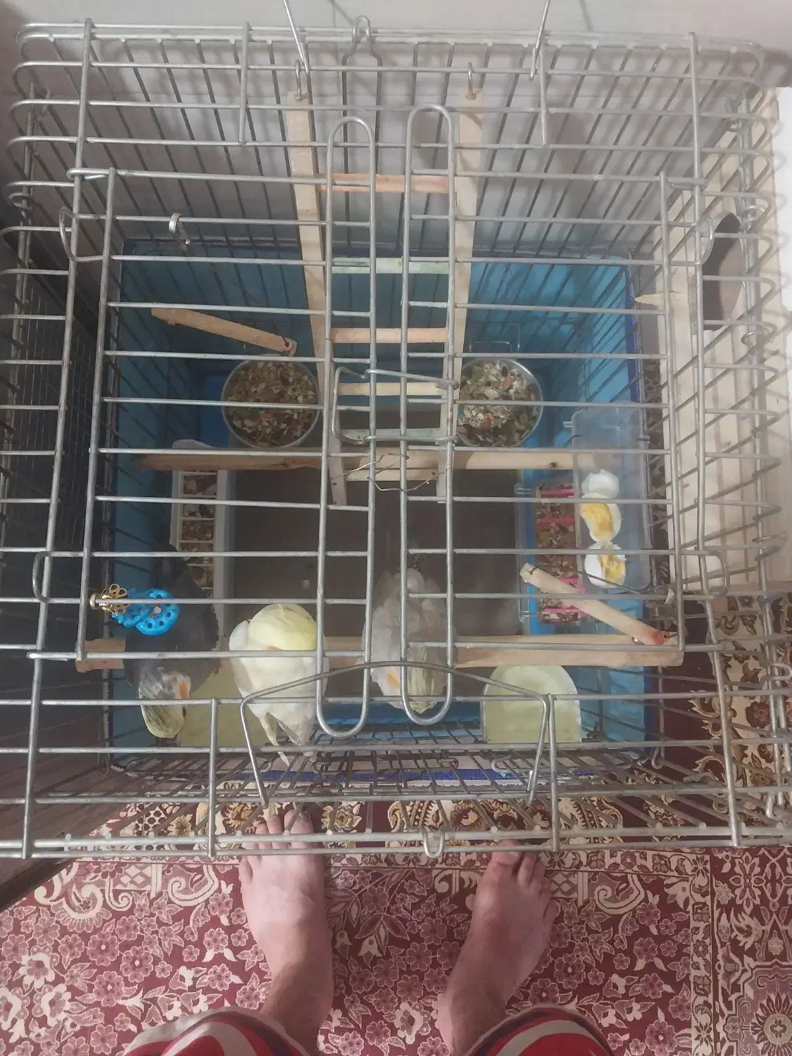 عروس هلندی|پرنده|شهریار, شهرک مصطفی خمینی|دیوار