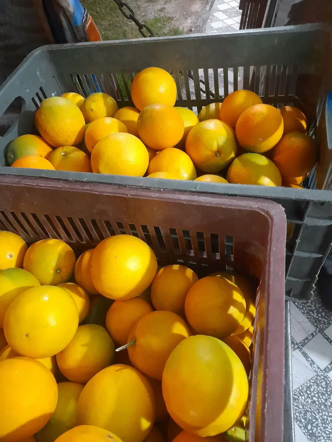 فروش پرتقال تامسون شمال|خوردنی و آشامیدنی|گتاب, |دیوار