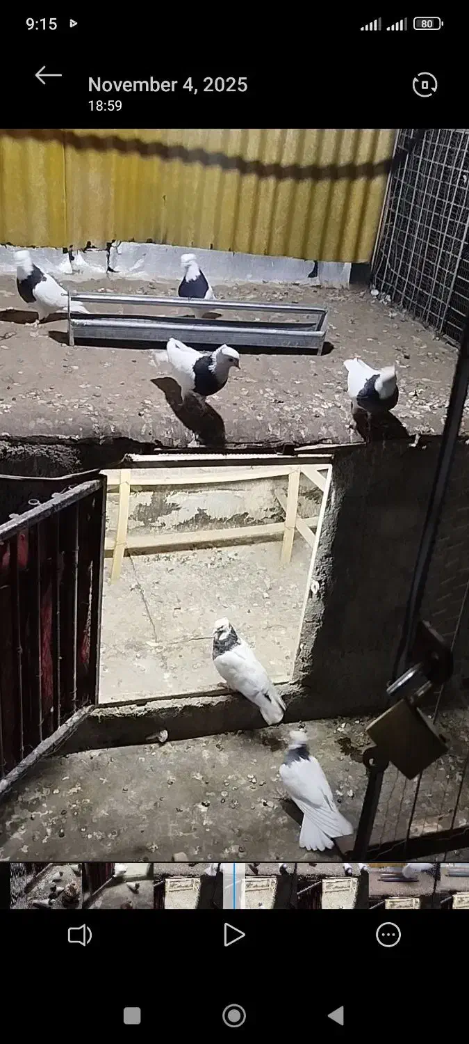 کبوتر طوقی|پرنده|کرج, پیشاهنگی|دیوار