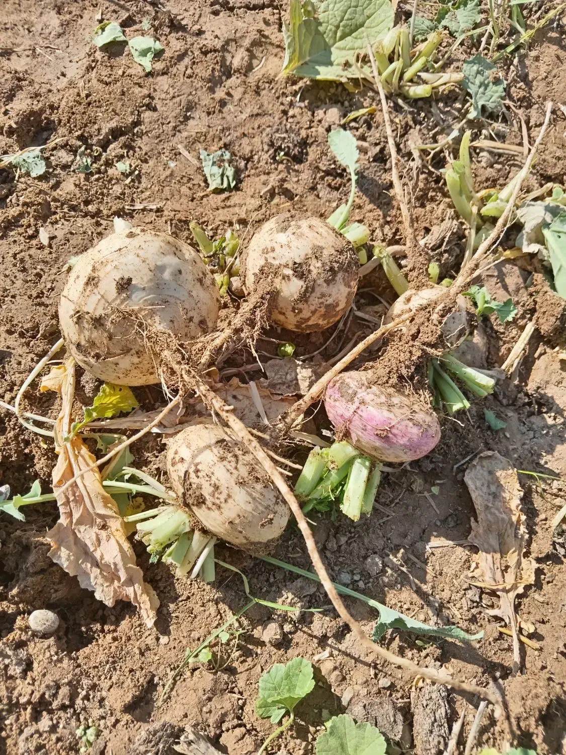 شلغم|خوردنی و آشامیدنی|گزیک, |دیوار