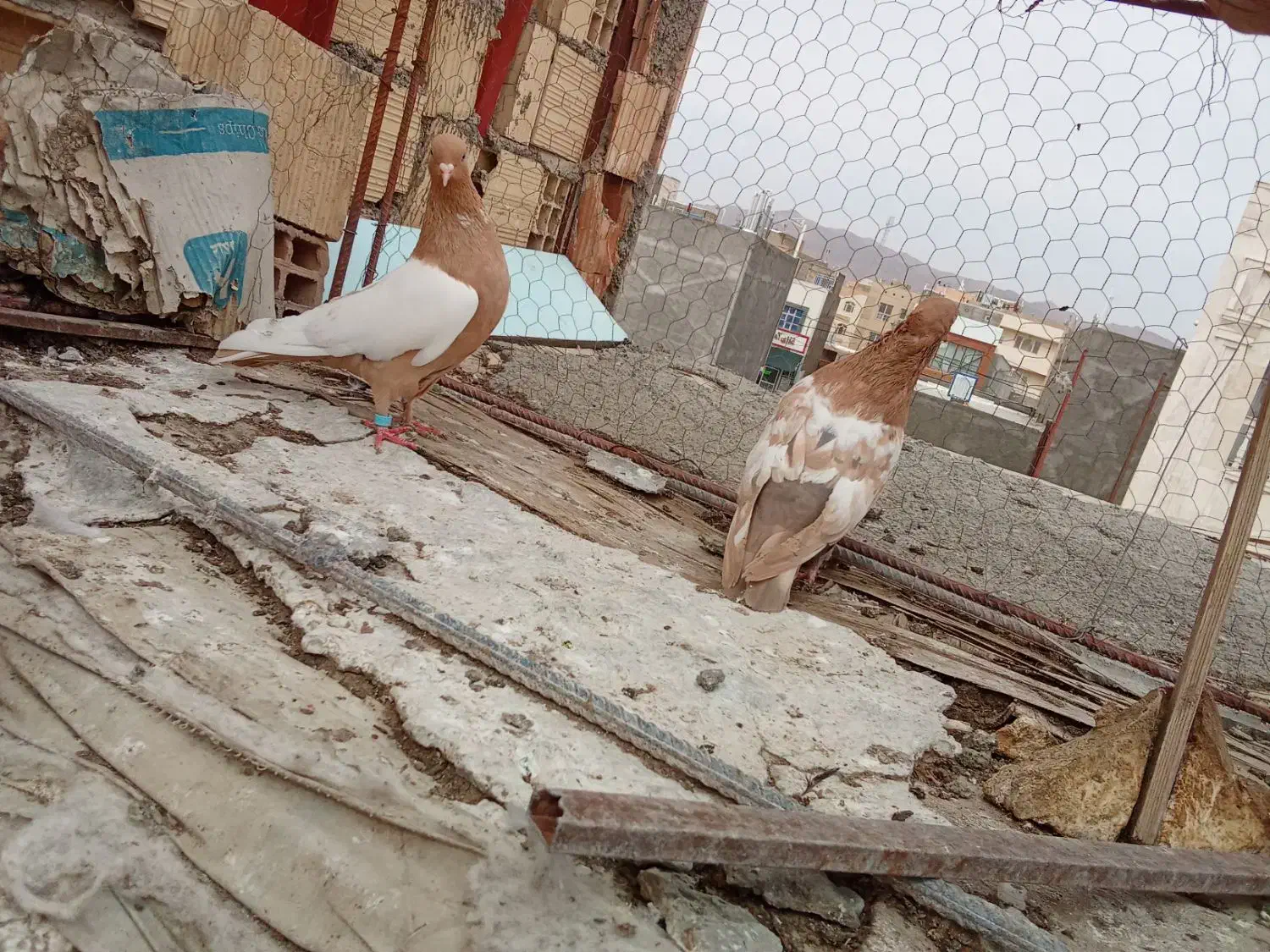 جفت سینه|حیوانات|بیرجند, |دیوار