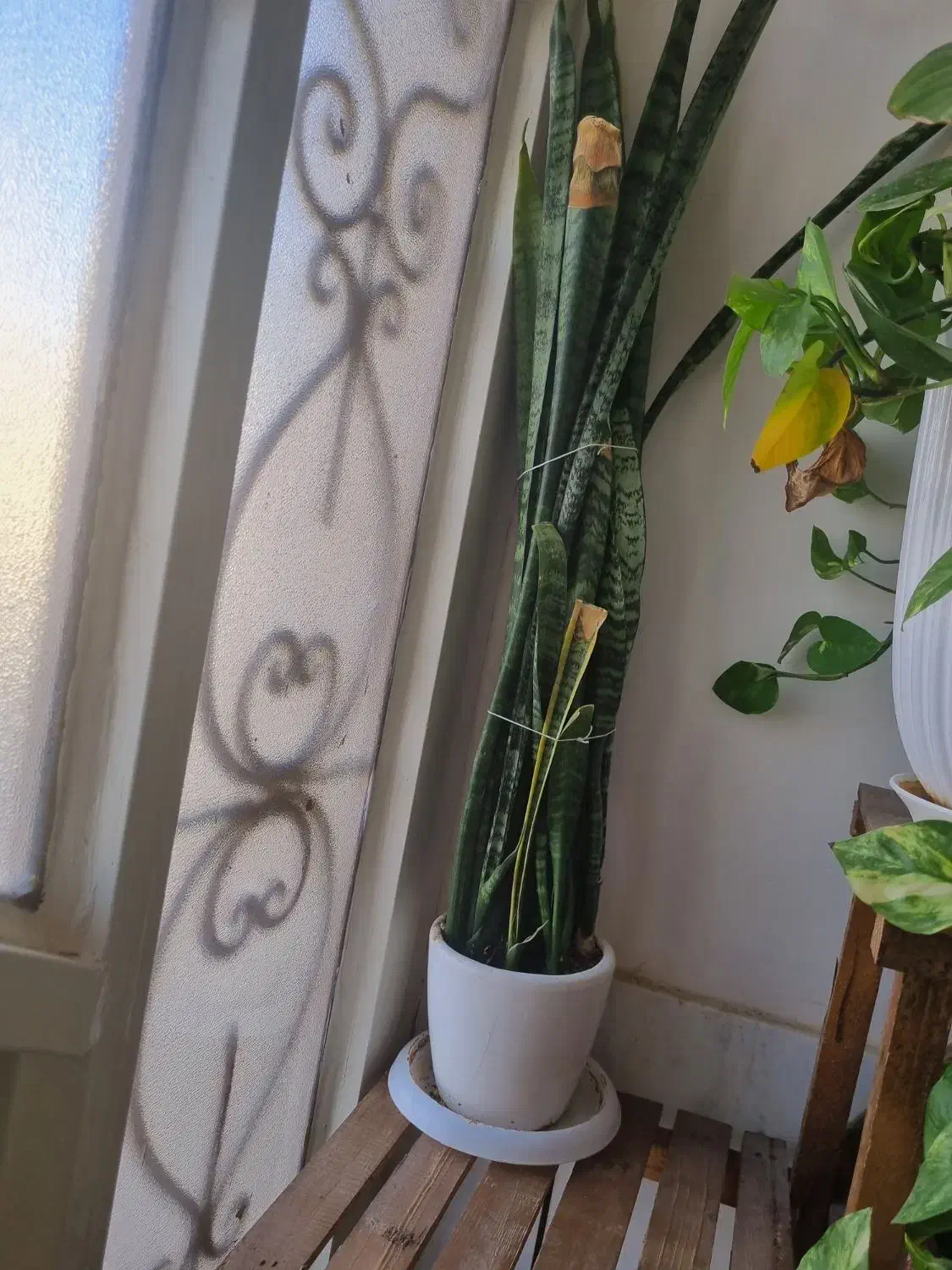 گل همراه با گلدان|گل و گیاه طبیعی|فردوس (خراسان), |دیوار