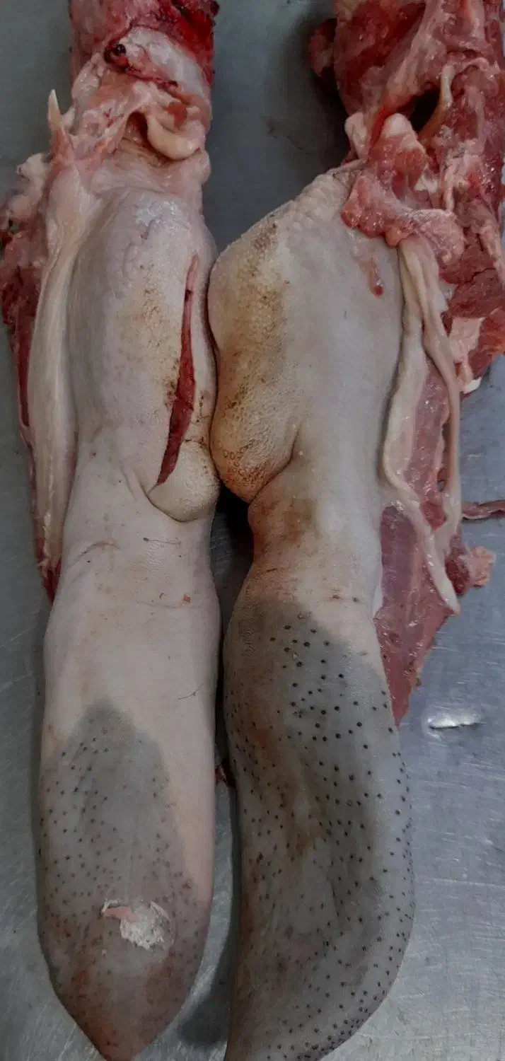 کوی معین زاده|خوردنی و آشامیدنی|اهواز, معین زاده|دیوار