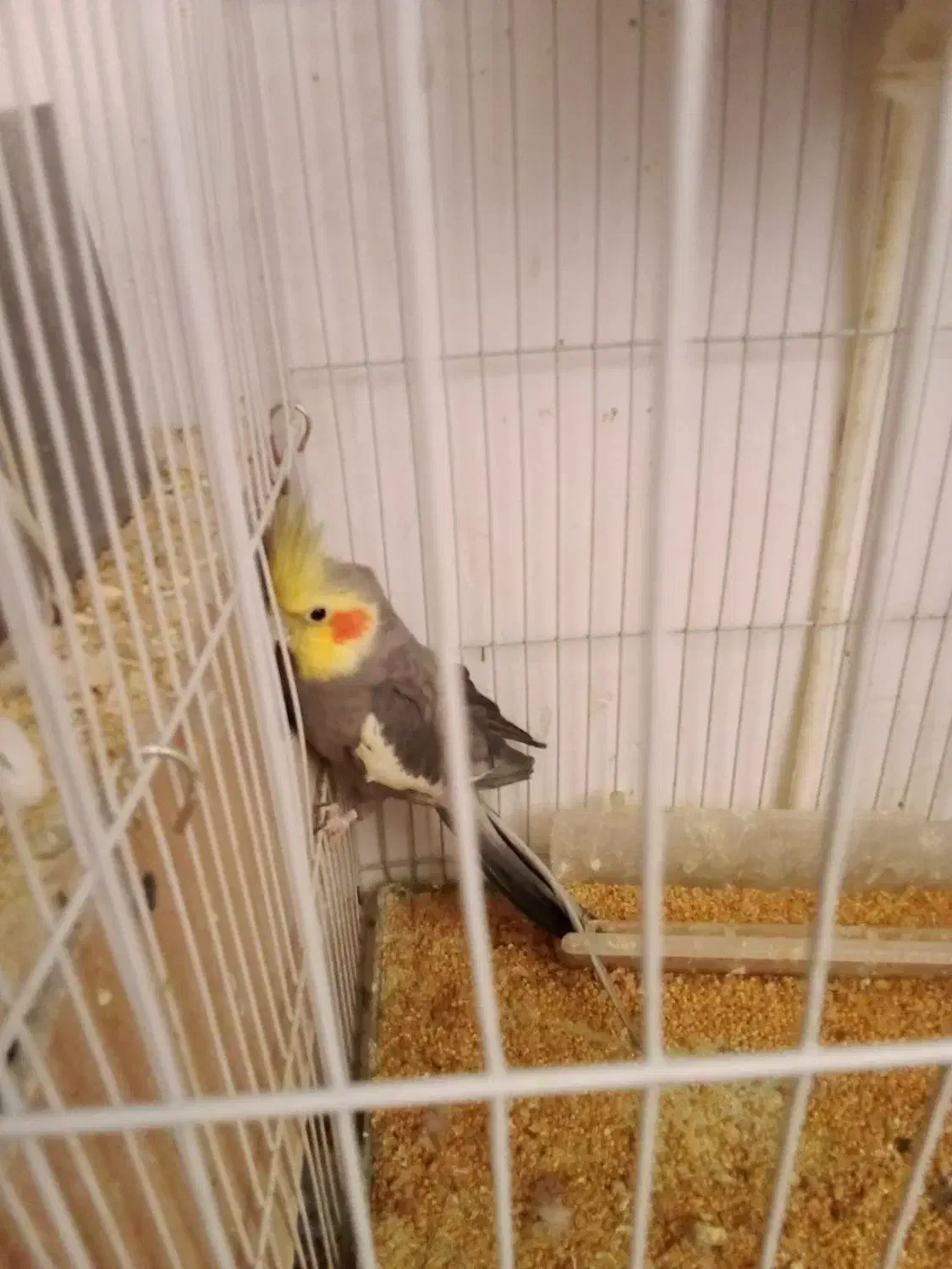 عروس هلندی پرنده معاوضه با کبوتر|پرنده|مشهد, هدایت|دیوار