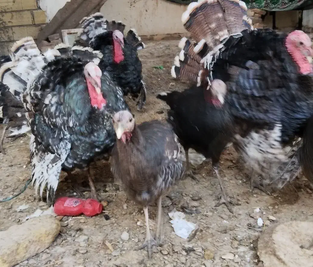 بوقلمون نر و ماده قیمت مناسب|حیوانات مزرعه|بوئین زهرا, |دیوار