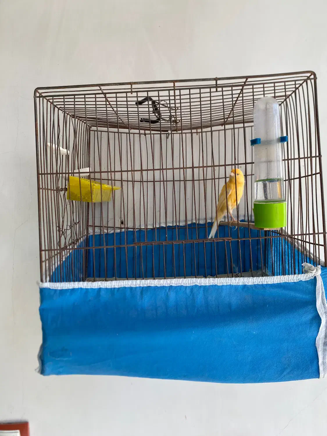 قناری|پرنده|بافت, |دیوار