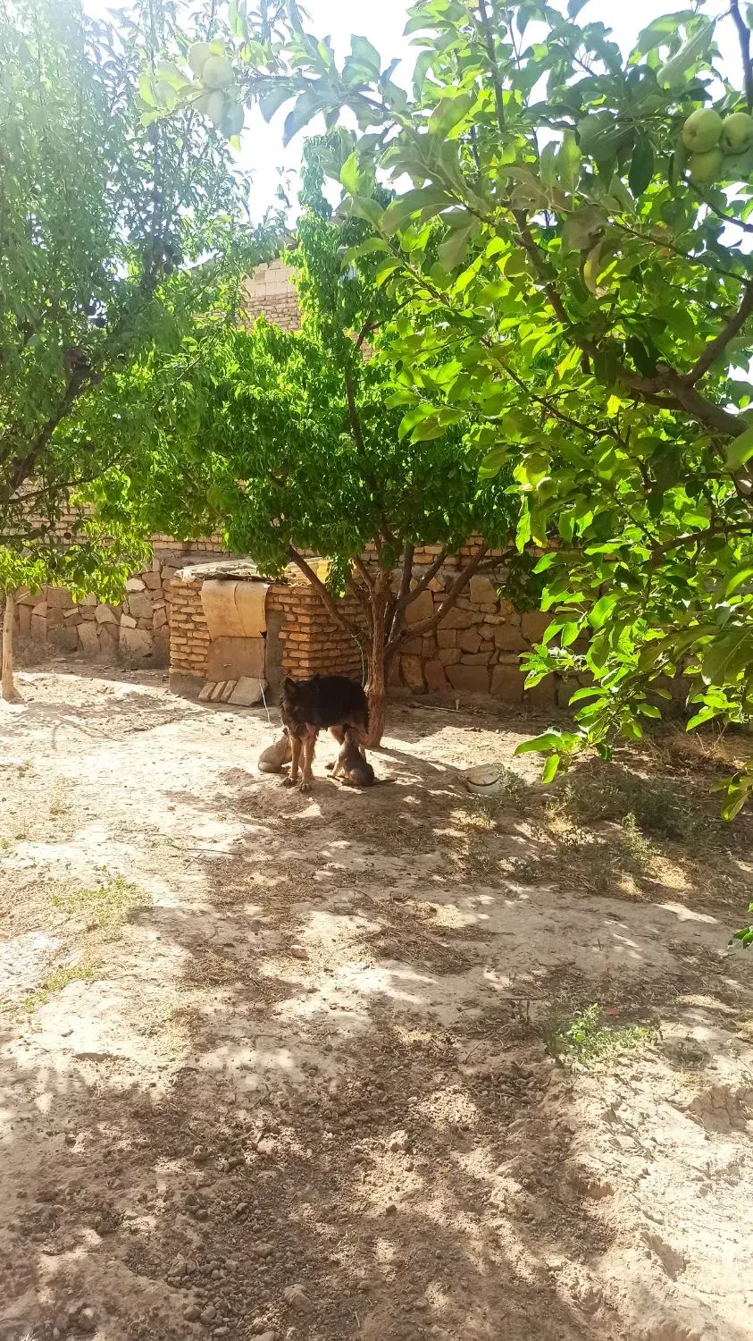 فروش باغ ویلا خانه ویلایی|فروش خانه و ویلا|مشهد, درزآب|دیوار