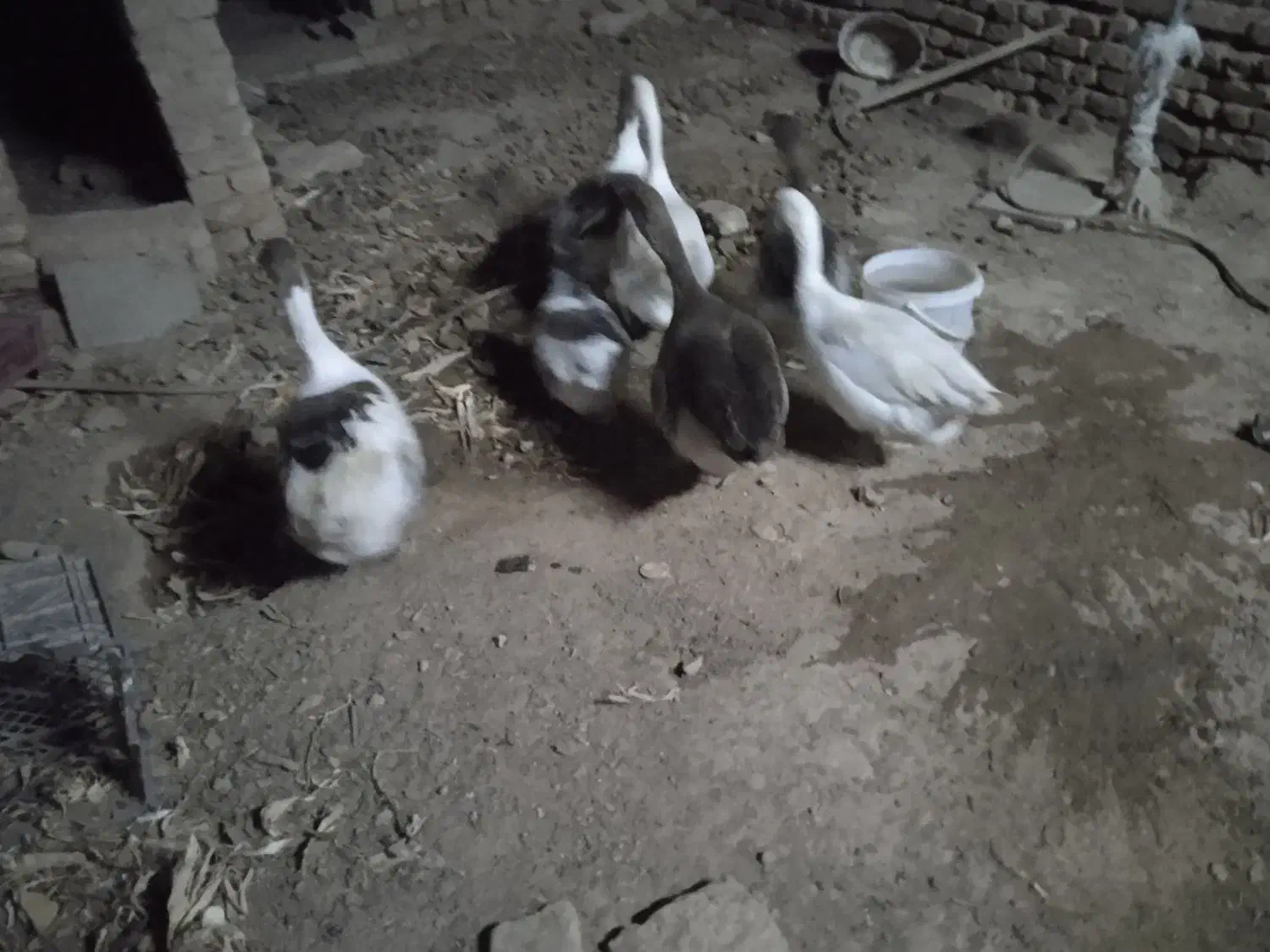 غاز یک ساله .|حیوانات مزرعه|مشهد, كنويست|دیوار