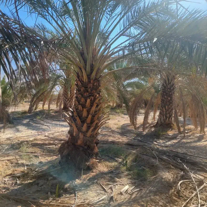 برش نخل رایگان|خدمات باغبانی و درختکاری|بهبهان, |دیوار