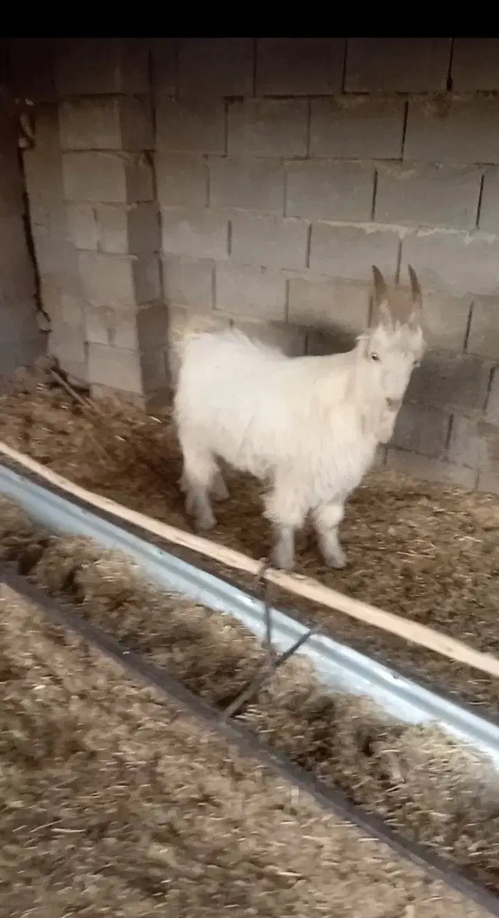 کهره نر شاخ جفت مخصوص داشت|حیوانات مزرعه|افزر, |دیوار