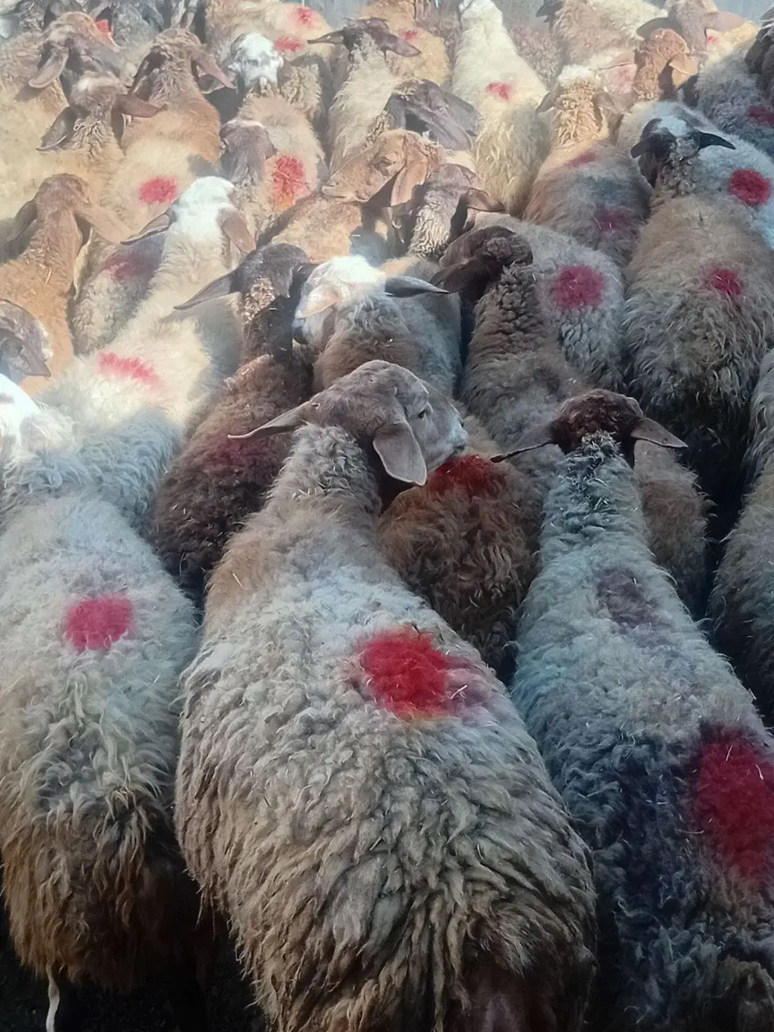 شصت راس میش ابستن اول شکم و دوم شکم|حیوانات مزرعه|اسدآباد, |دیوار