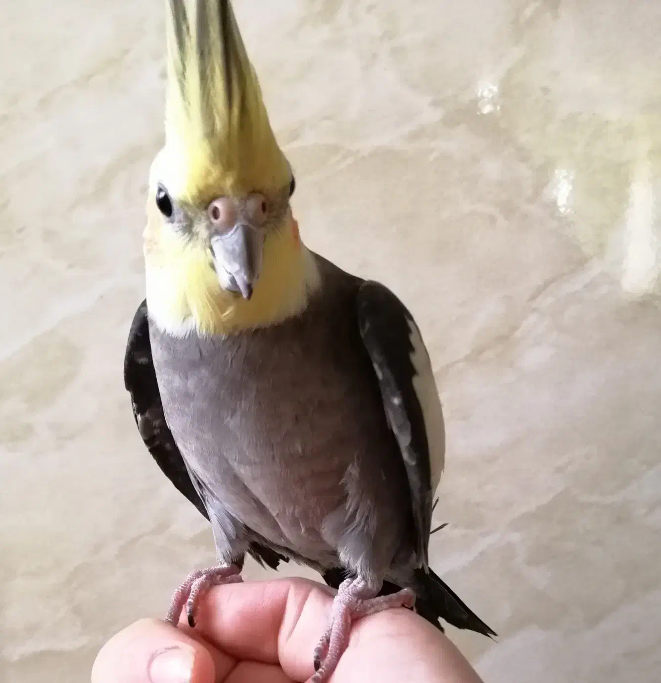 عروس هلندی|پرنده|آق قلا, |دیوار