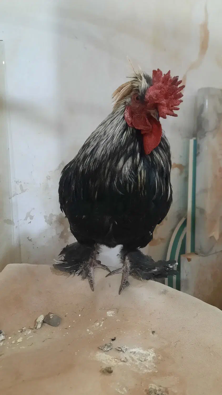 طبیعی|حیوانات مزرعه|اردبیل, |دیوار