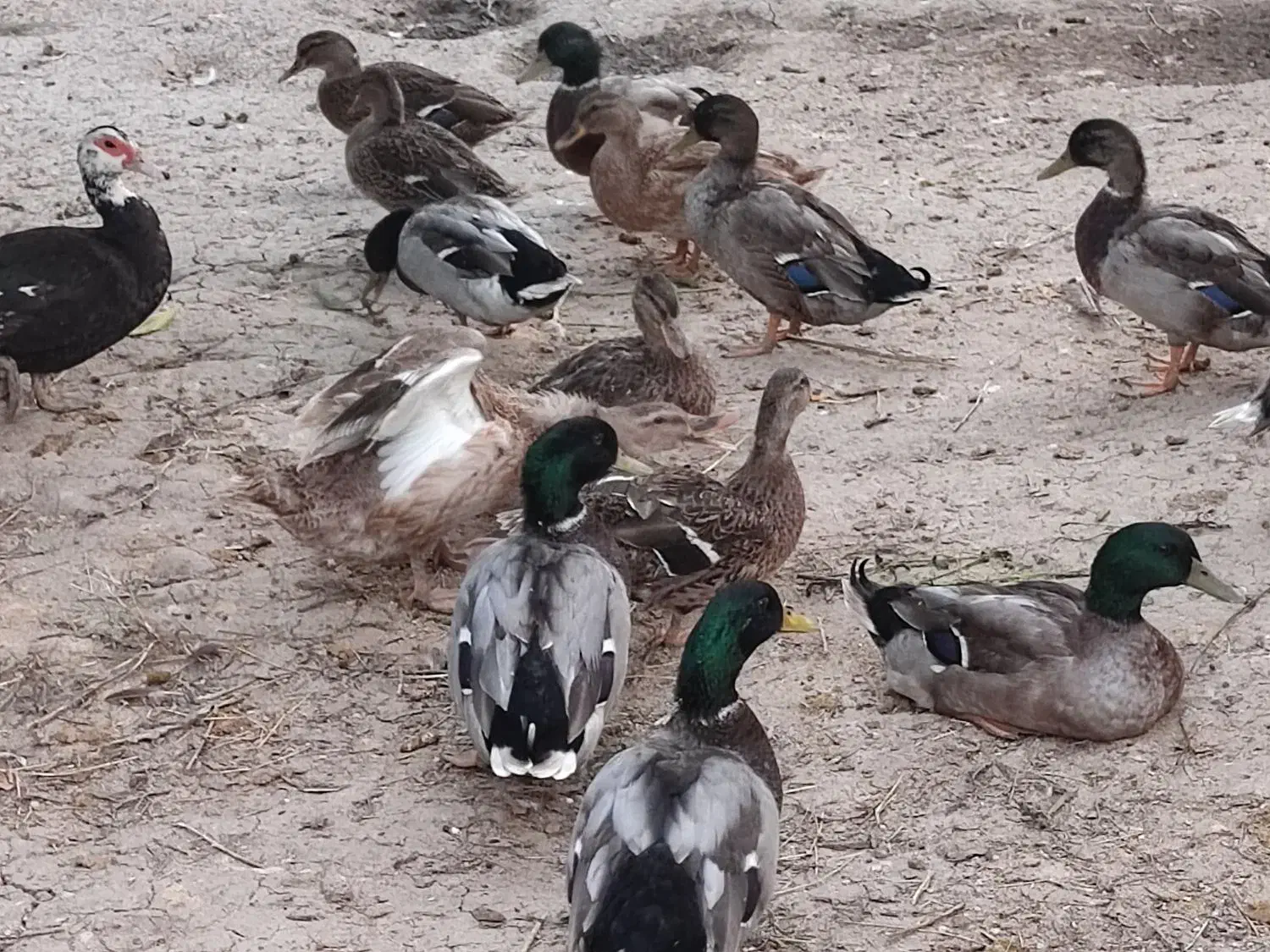 تخم اردک رشتی پروازی|حیوانات مزرعه|مرزیکلا, |دیوار