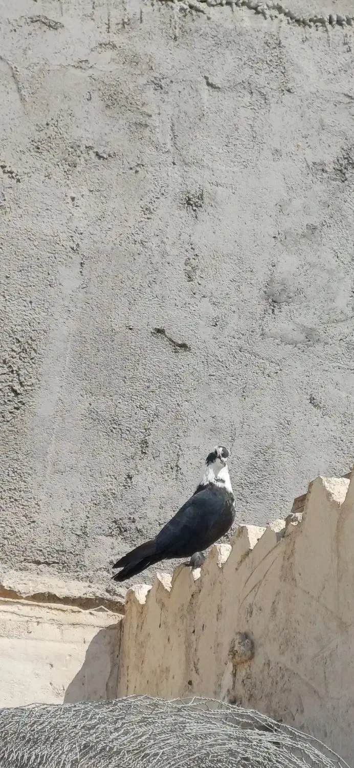 مخمل نر|پرنده|شبانکاره, |دیوار