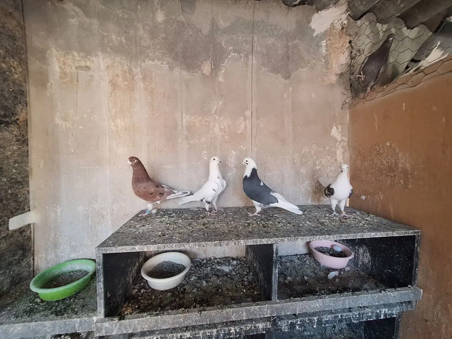 مایه کفتر|پرنده|تهران, شهید اسدی|دیوار