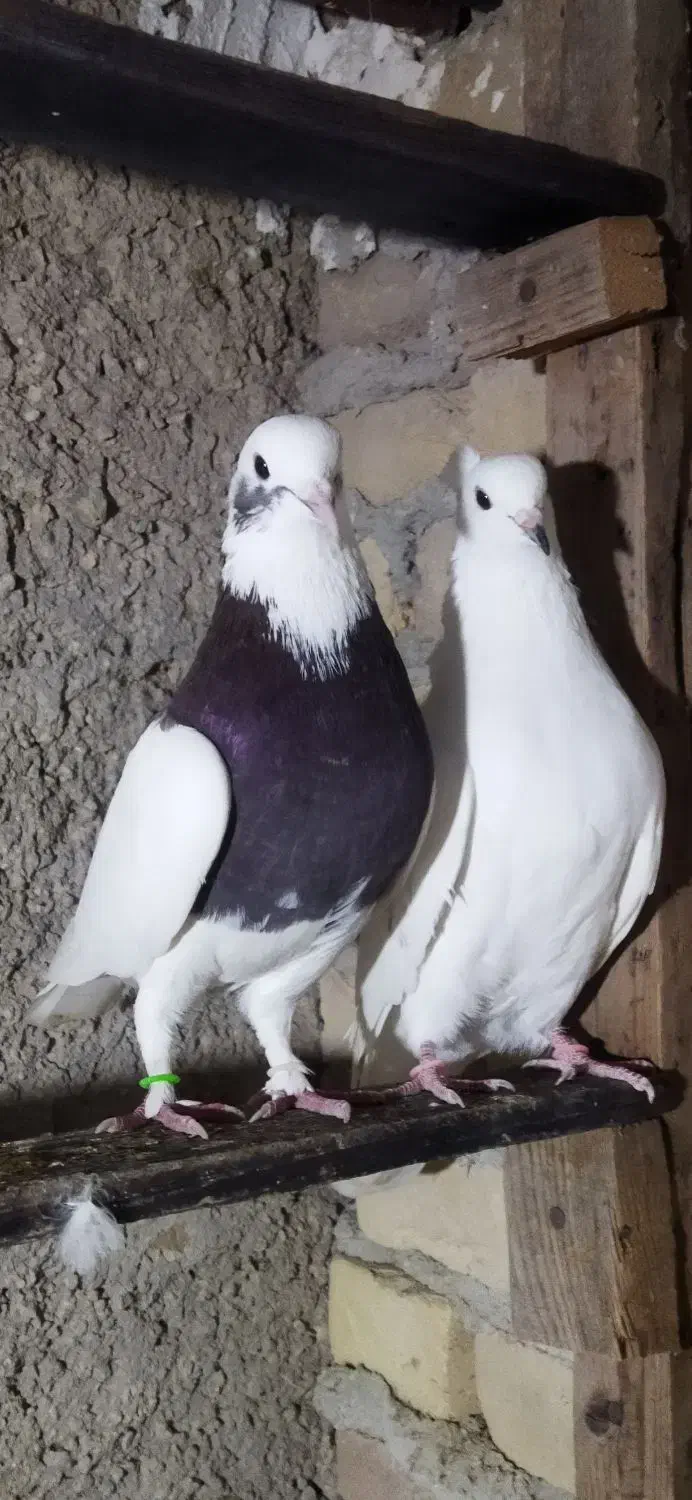 کبوتر پرشی تضمینی|پرنده|بهشهر, |دیوار