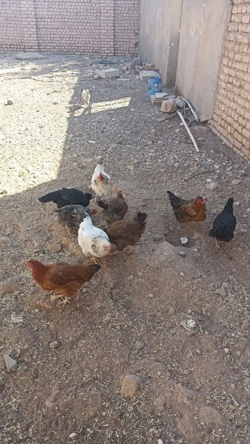 هفت تا مرغ|حیوانات مزرعه|سلامی, |دیوار