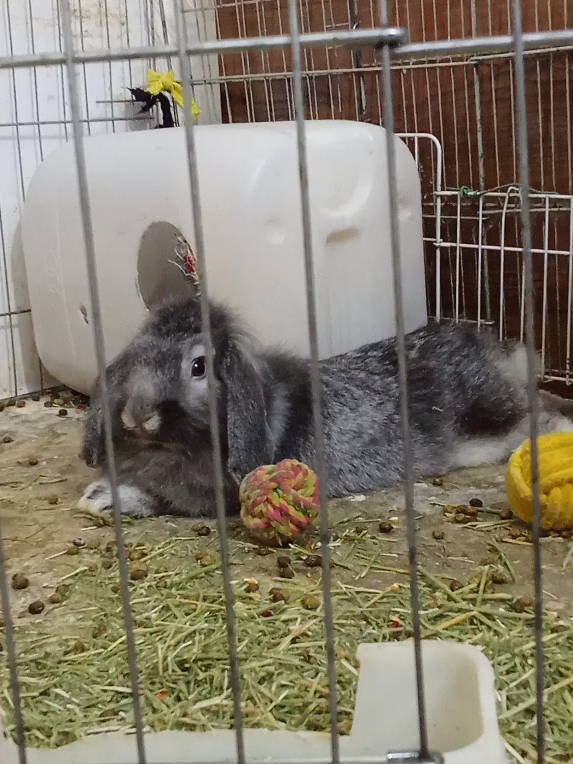 خرگوش لوپ|موش و خرگوش|بندر دیر, |دیوار