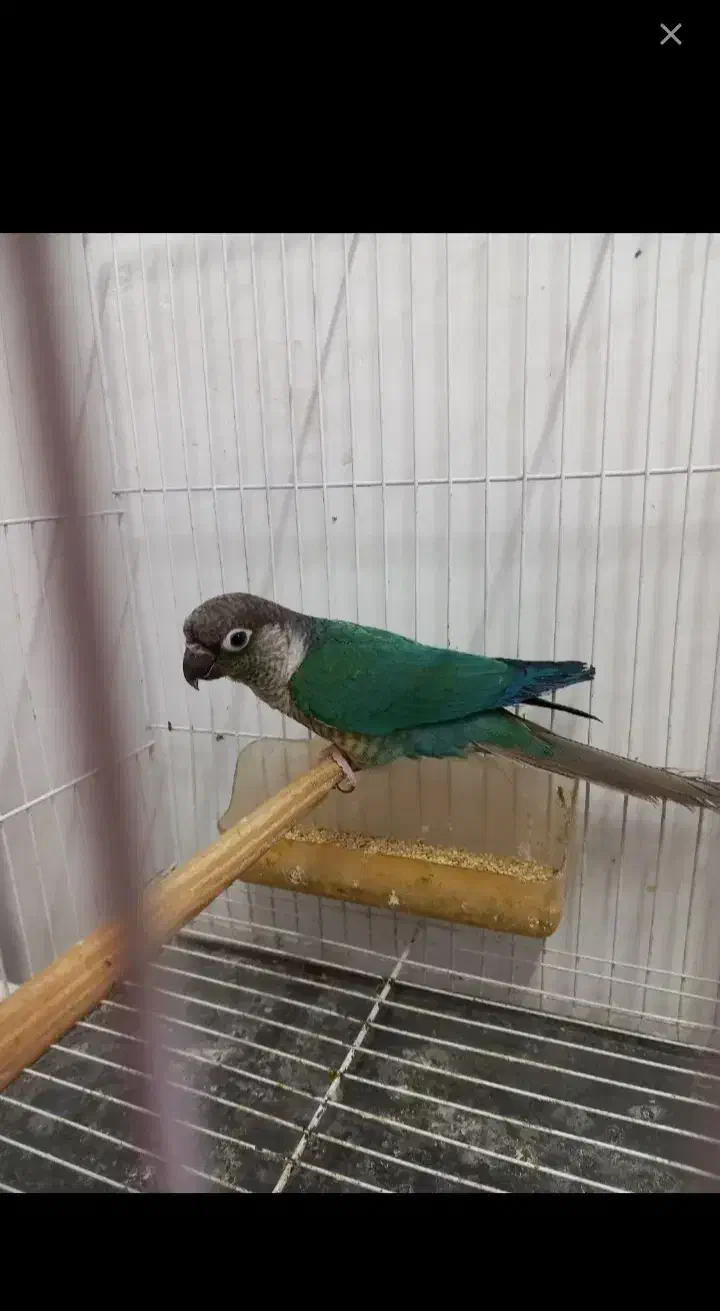 طوطی گرینچیک گمشده حوالی چهار صددستگاه|پرنده|رامسر, |دیوار