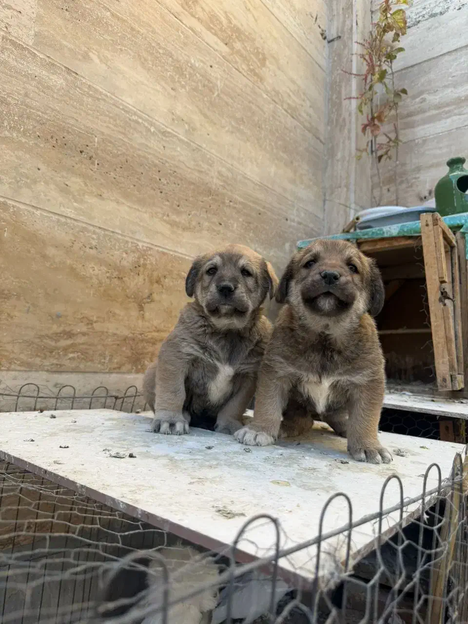 پژدر واکسینه شده|سگ|تهران, منیریه|دیوار