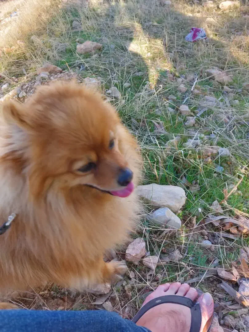 سگ پامرین روباهی|سگ|سیاخ دارنگون, |دیوار