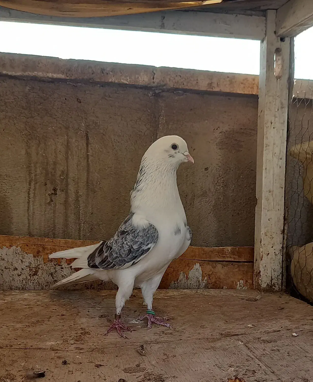 کفتر دوتا نر گردن کلفت|پرنده|ری, سرتخت|دیوار