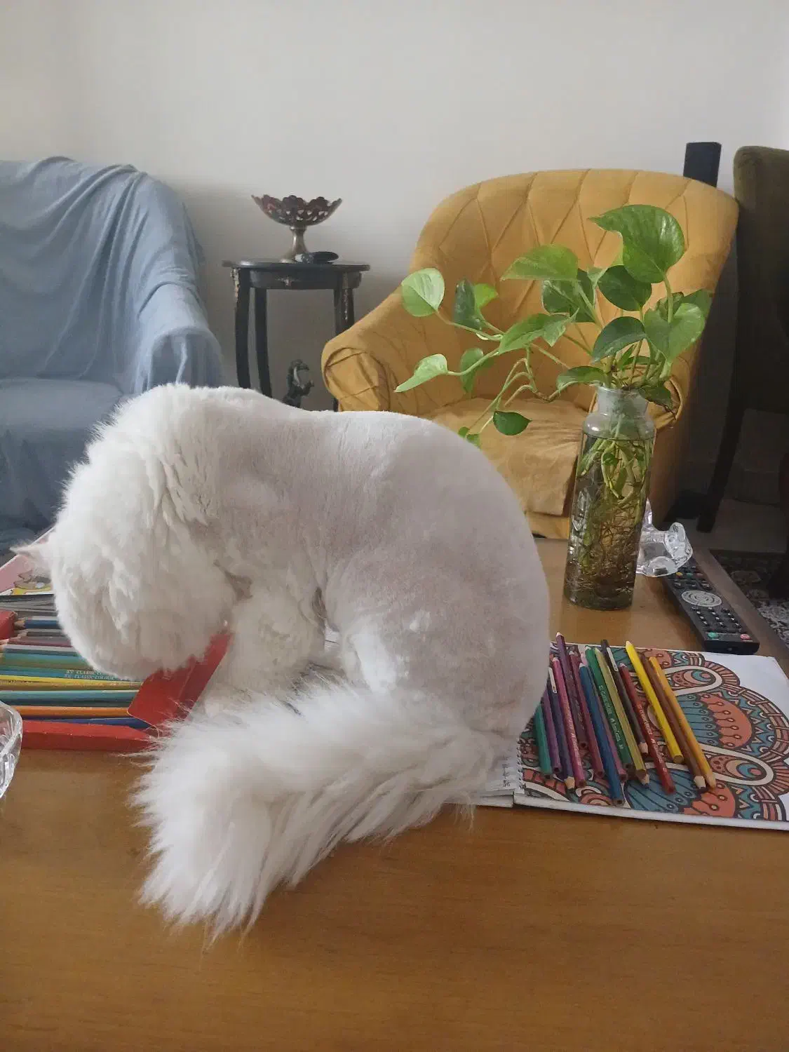 گربه پرشین فلت نر دم روباهی|گربه|تهران, زرکش|دیوار