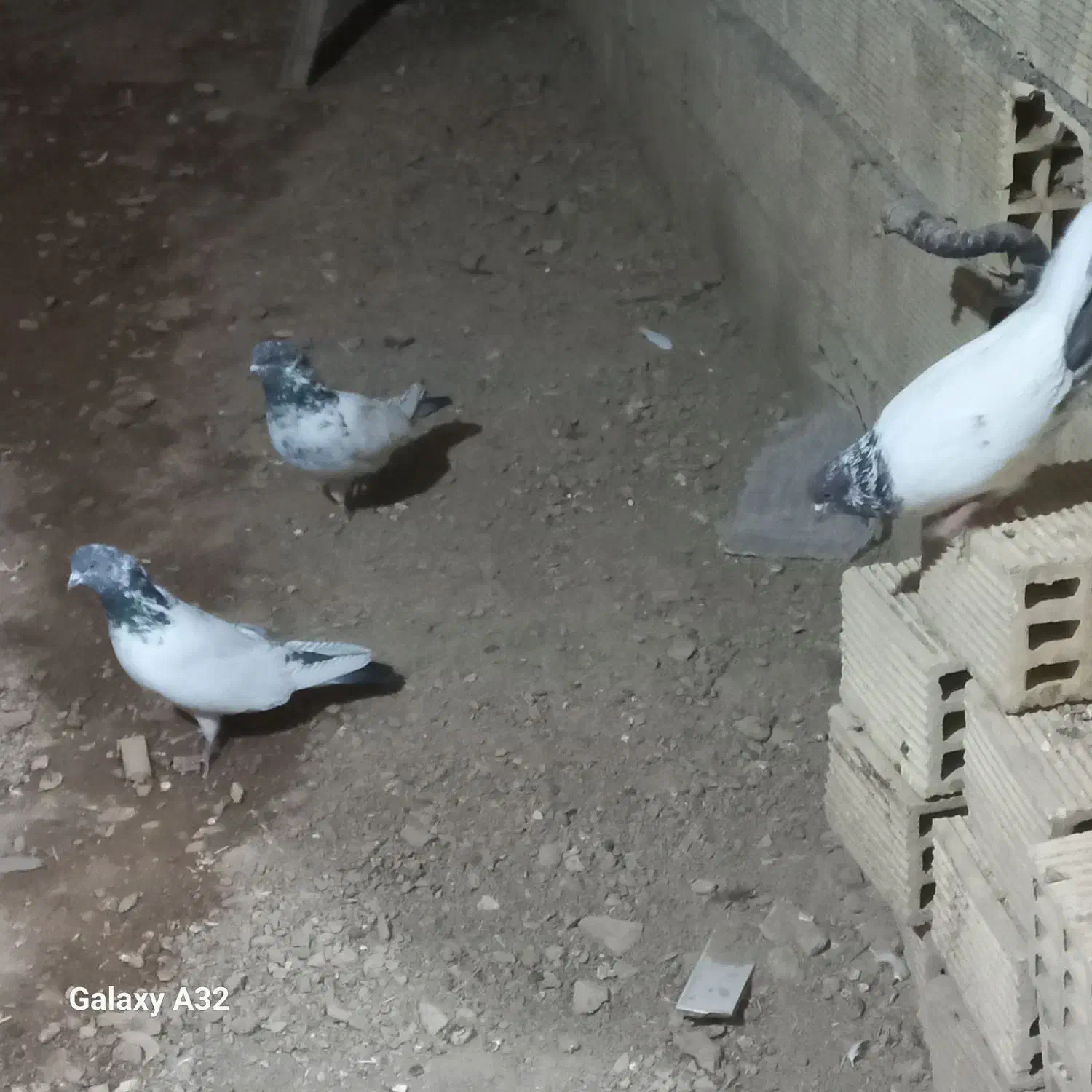 کبوتر دمگیر وکله دمسبز پرشی|پرنده|مبارکه, |دیوار