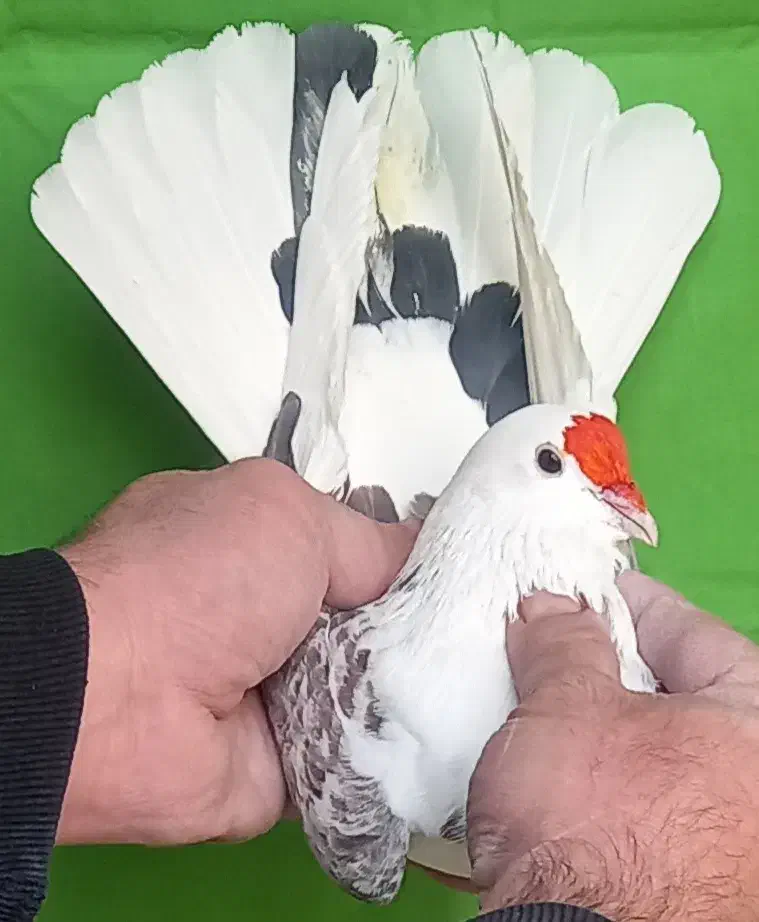 مایه کفتر ۱۸ تا یکجا|پرنده|تهران, مولوی|دیوار