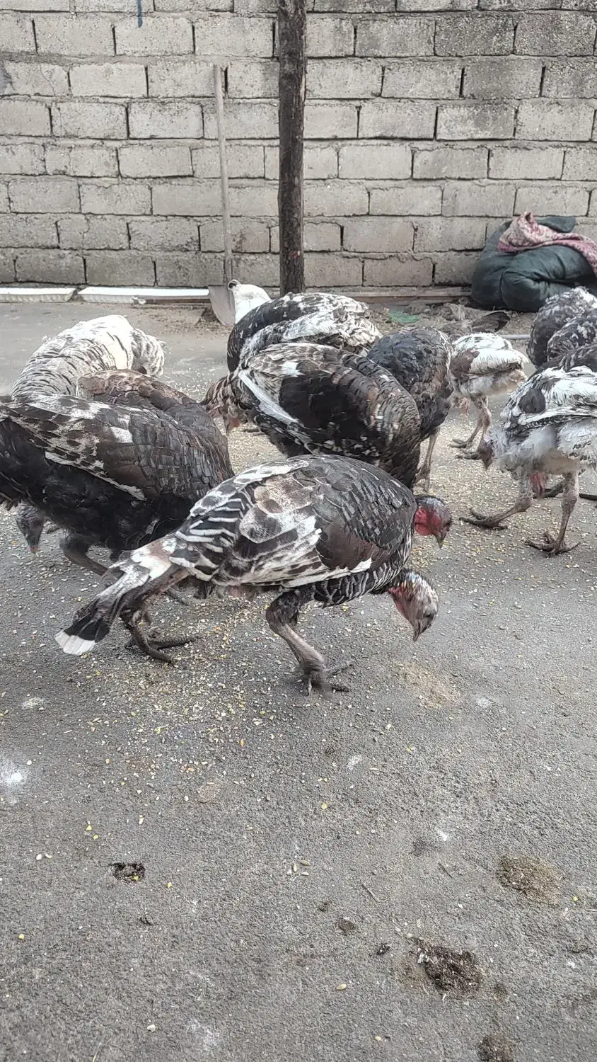 تعدادی بوقلمون|حیوانات مزرعه|شیرگاه, |دیوار