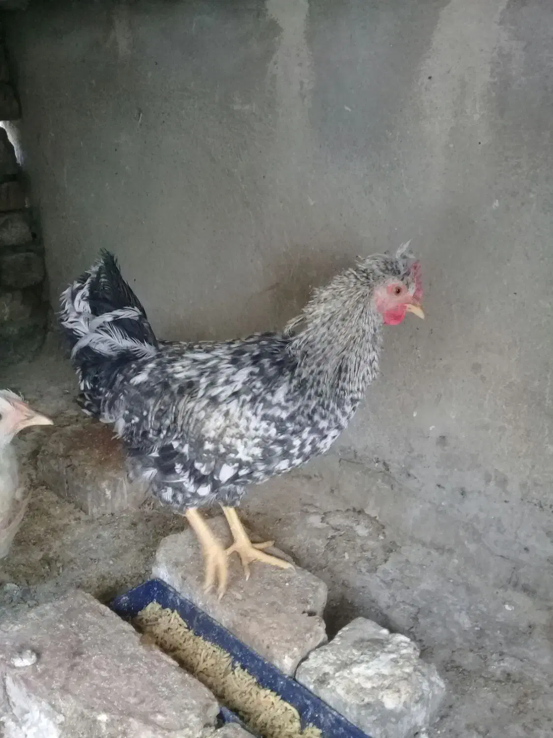 مرغ رسمی|حیوانات مزرعه|ری, حمزه‌آباد|دیوار