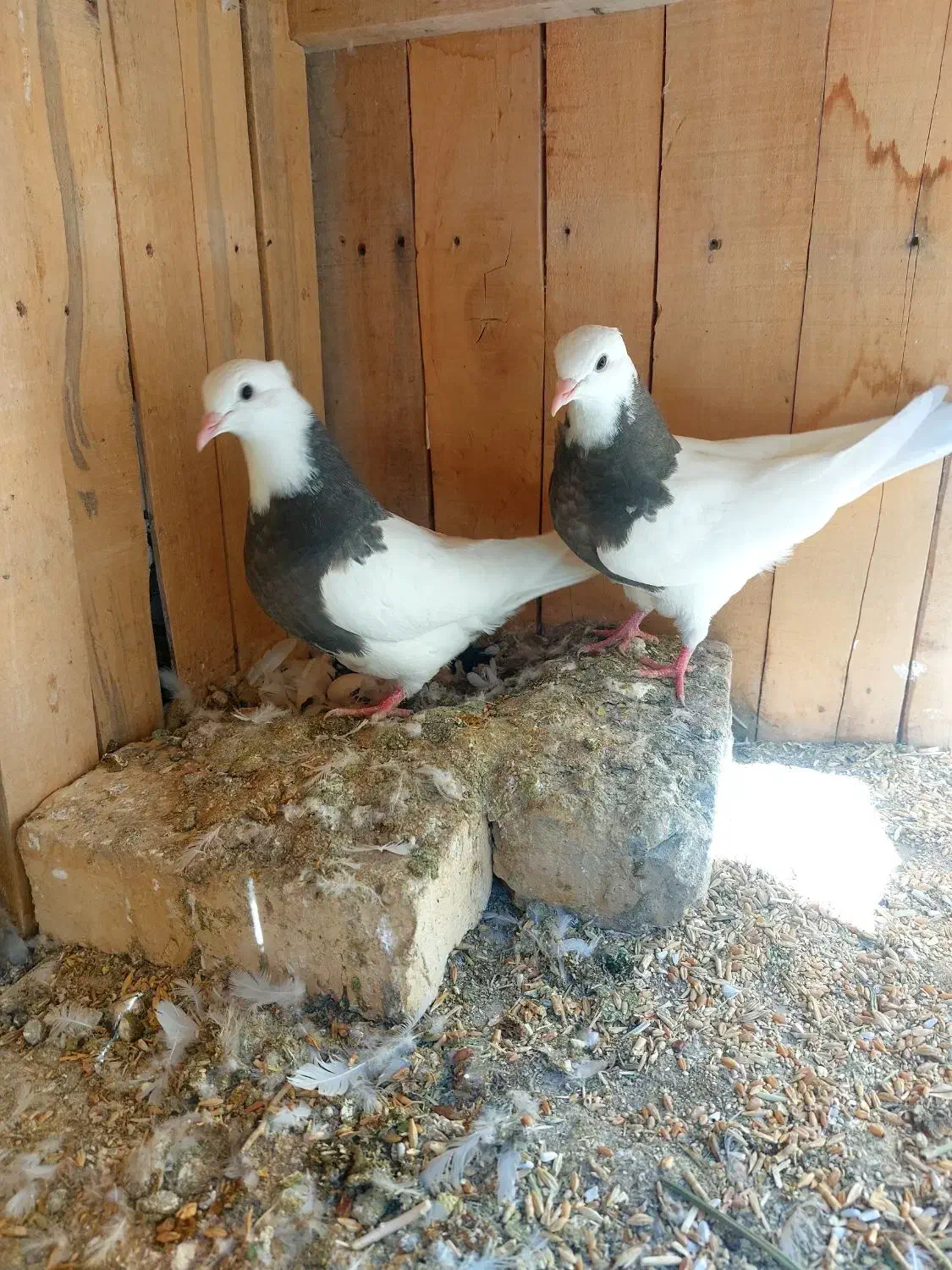 کبوتر طوقی|پرنده|رودشت (اصفهان), |دیوار