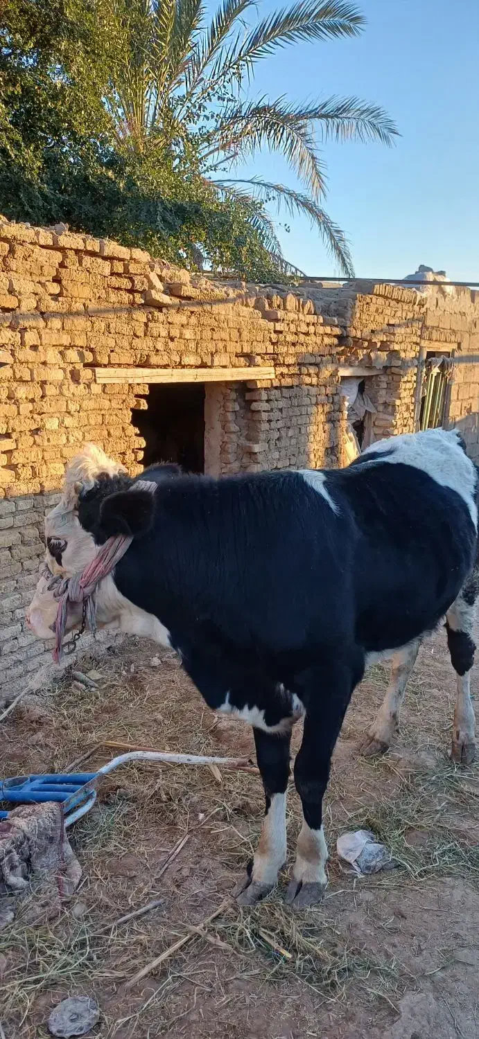 سوسنگرد|حیوانات مزرعه|سوسنگرد, |دیوار