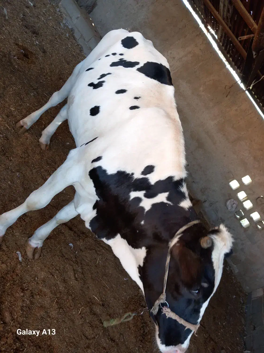 بره نر گوساله ماده هلشتاین|حیوانات مزرعه|بندر ماهشهر, |دیوار