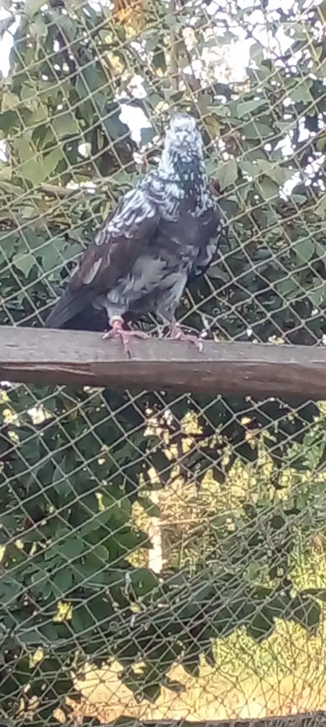 کبوتر‌پرشی|پرنده|آستانه اشرفیه, |دیوار