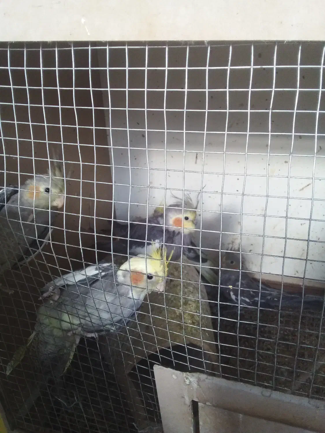 جوجه عروس هلندی|پرنده|چناران, |دیوار