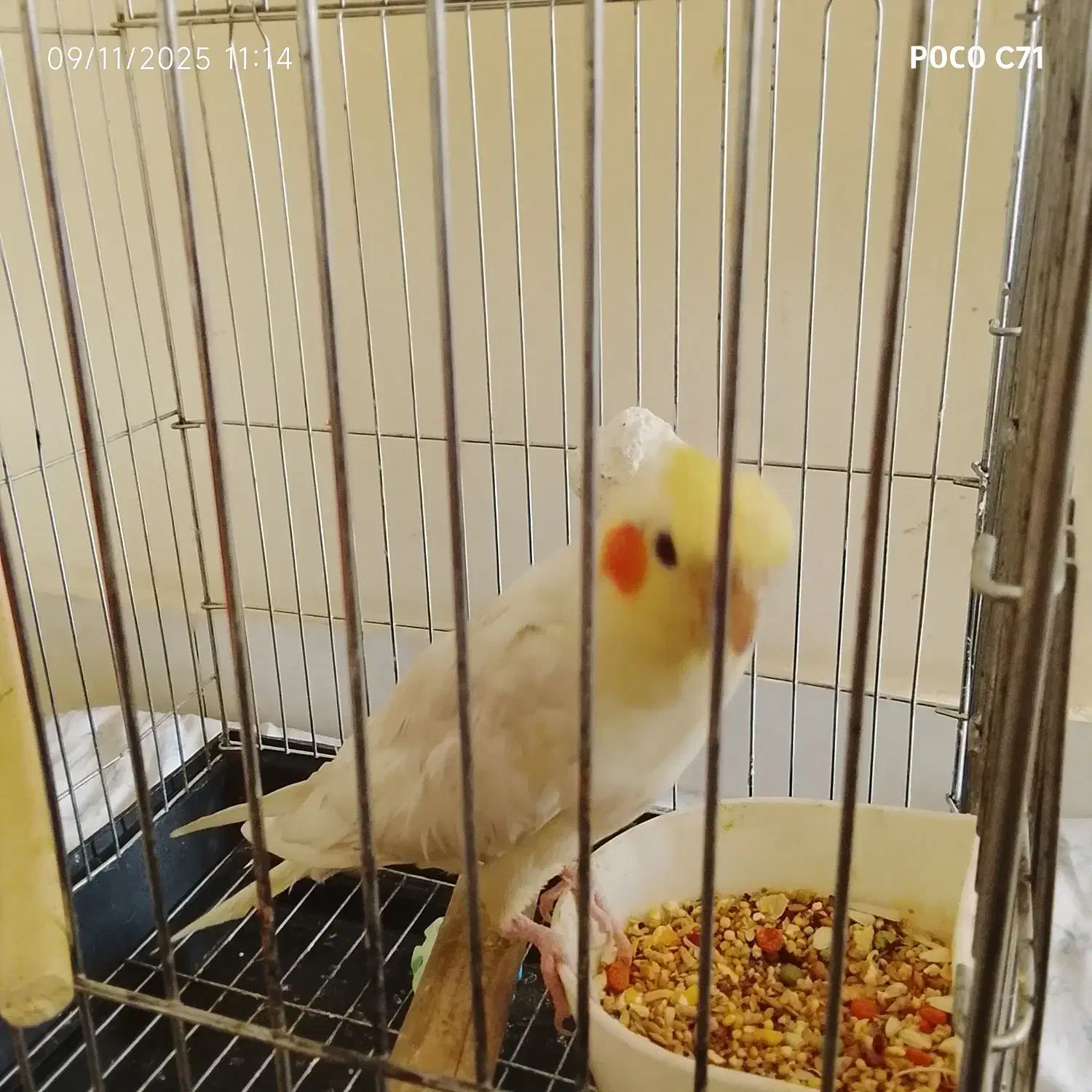 پرنده|پرنده|تهران, شوش (باغ آذری)|دیوار