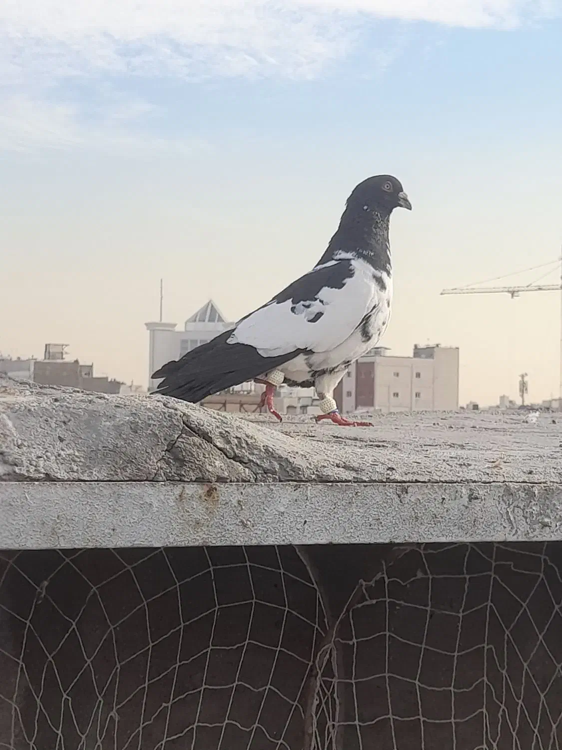 ابلغ رنگی دمسیاه|پرنده|مشهد, آبکوه|دیوار
