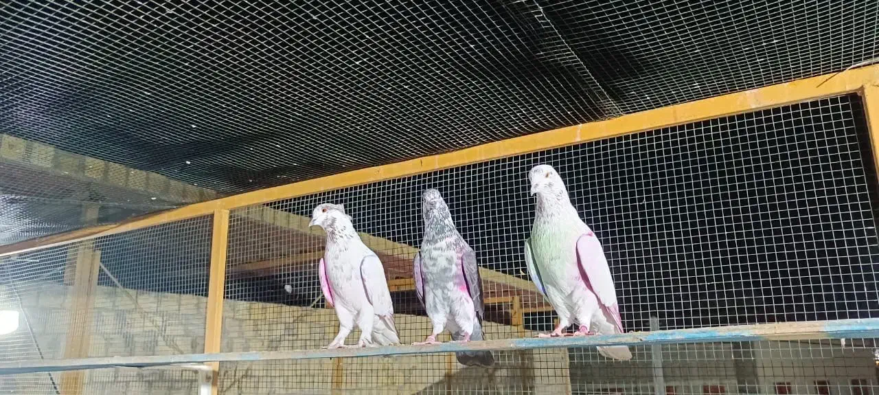 کبوتر|پرنده|درگهان, |دیوار