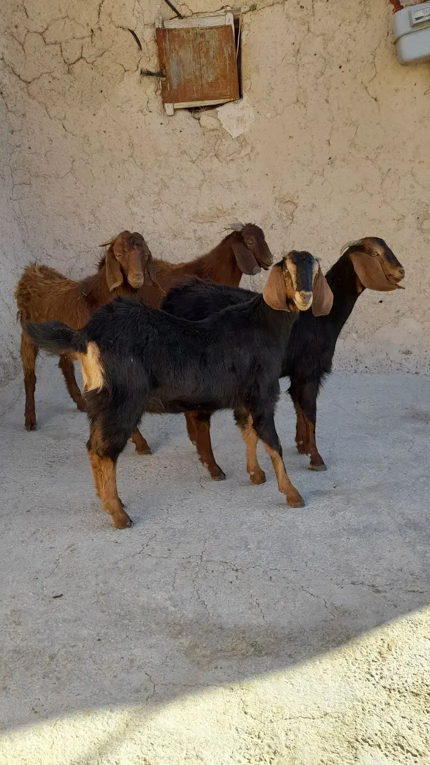 بزغاله نر وماده|حیوانات مزرعه|قروه, |دیوار