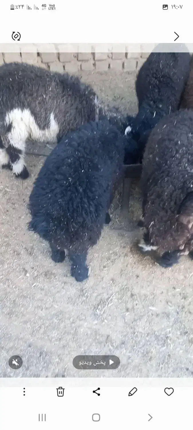 بره نر|حیوانات مزرعه|همایجان, |دیوار