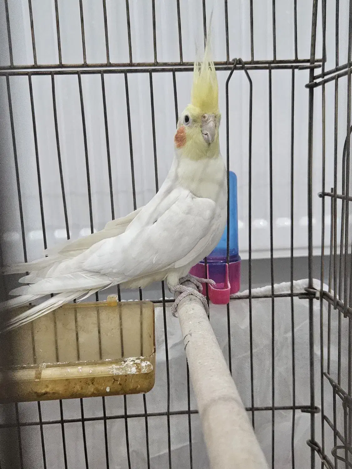 عروس هلندی لوتینو|پرنده|مشهد, رده|دیوار