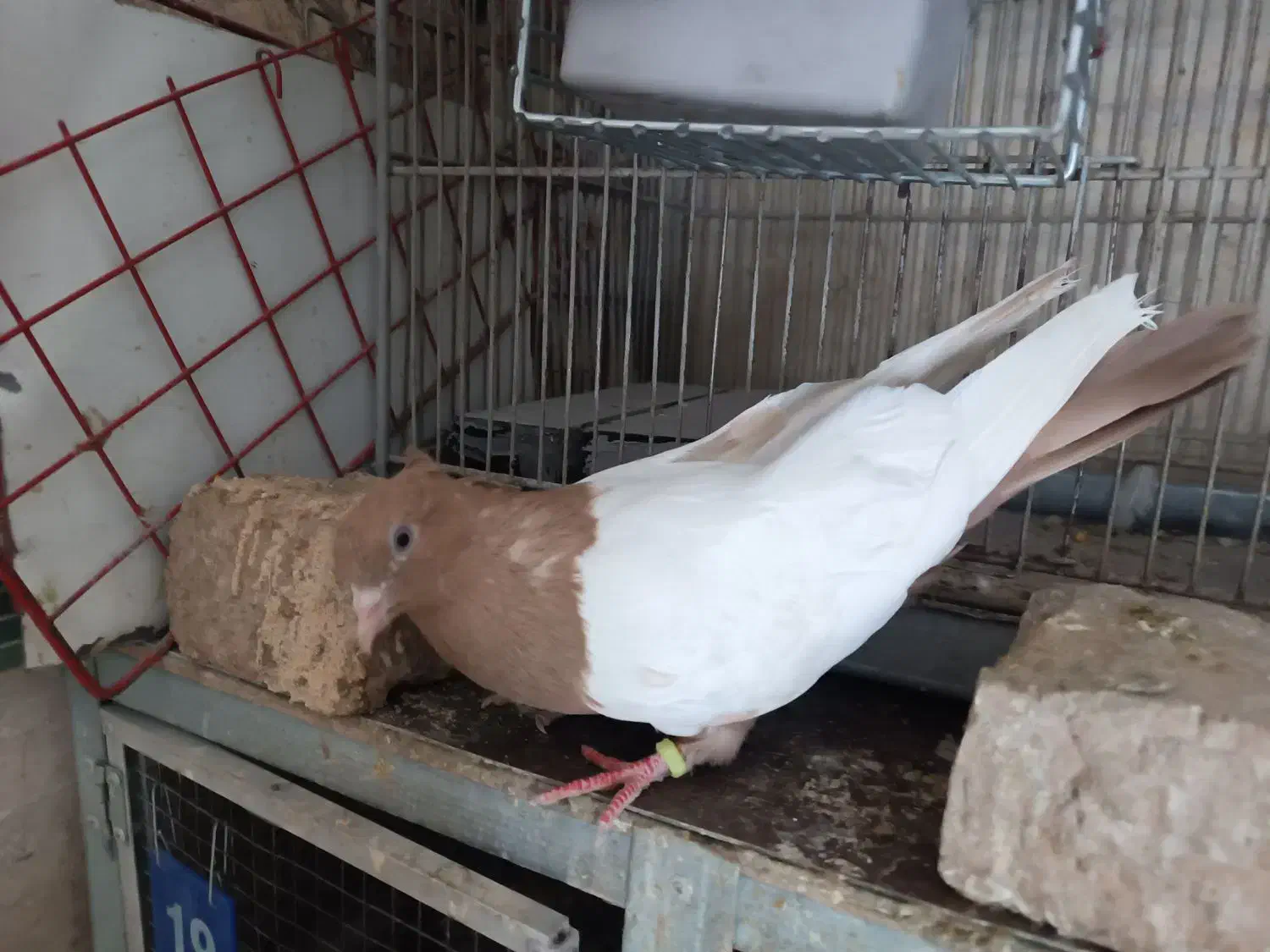 سینه ای زرد نر|پرنده|کرج, مطهری|دیوار