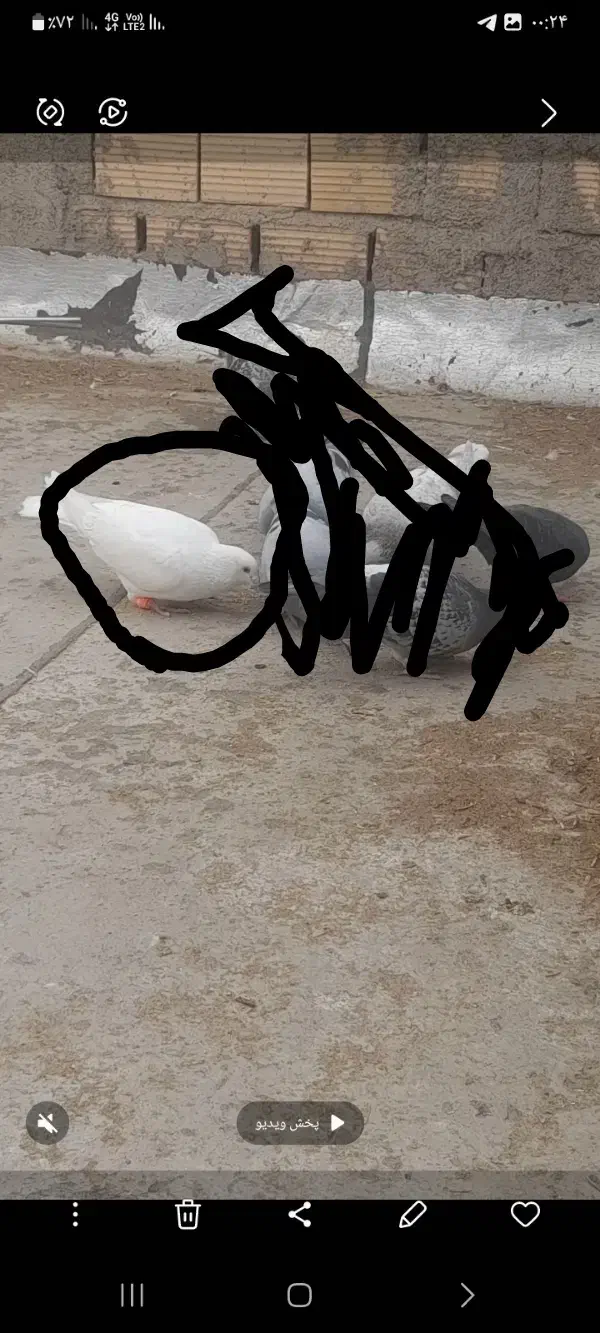 گمشده|حیوانات|بجنورد, |دیوار