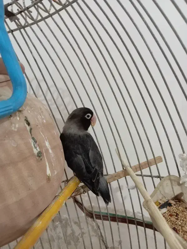 کوتوله نقابدارمشکی|پرنده|کرباسک, |دیوار