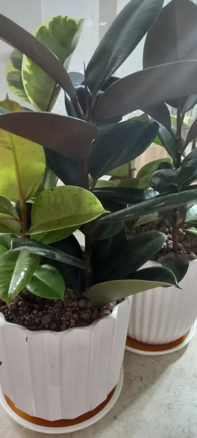 فروش گل تزئینی|گل و گیاه طبیعی|مهریز, |دیوار