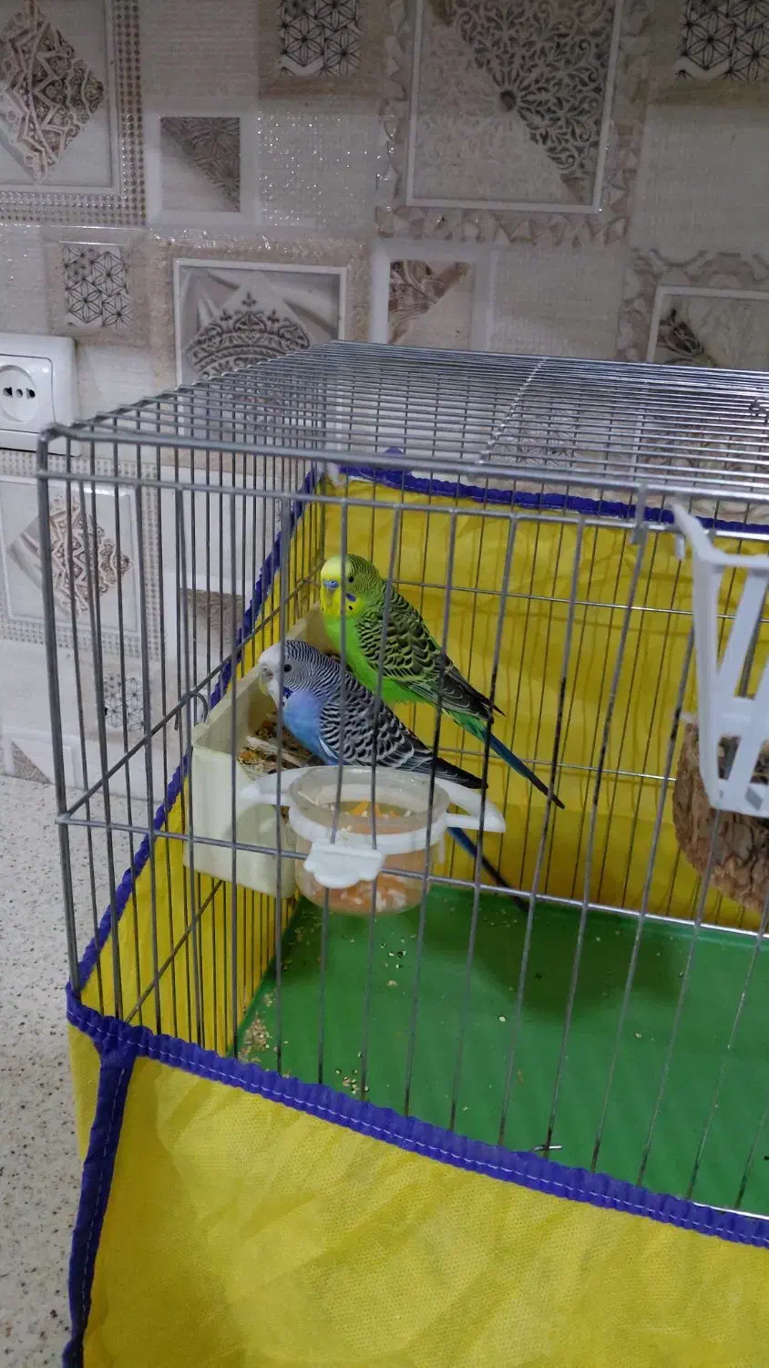 مرغ عشق  سهره|پرنده|قرچک, شهرک الحدید|دیوار