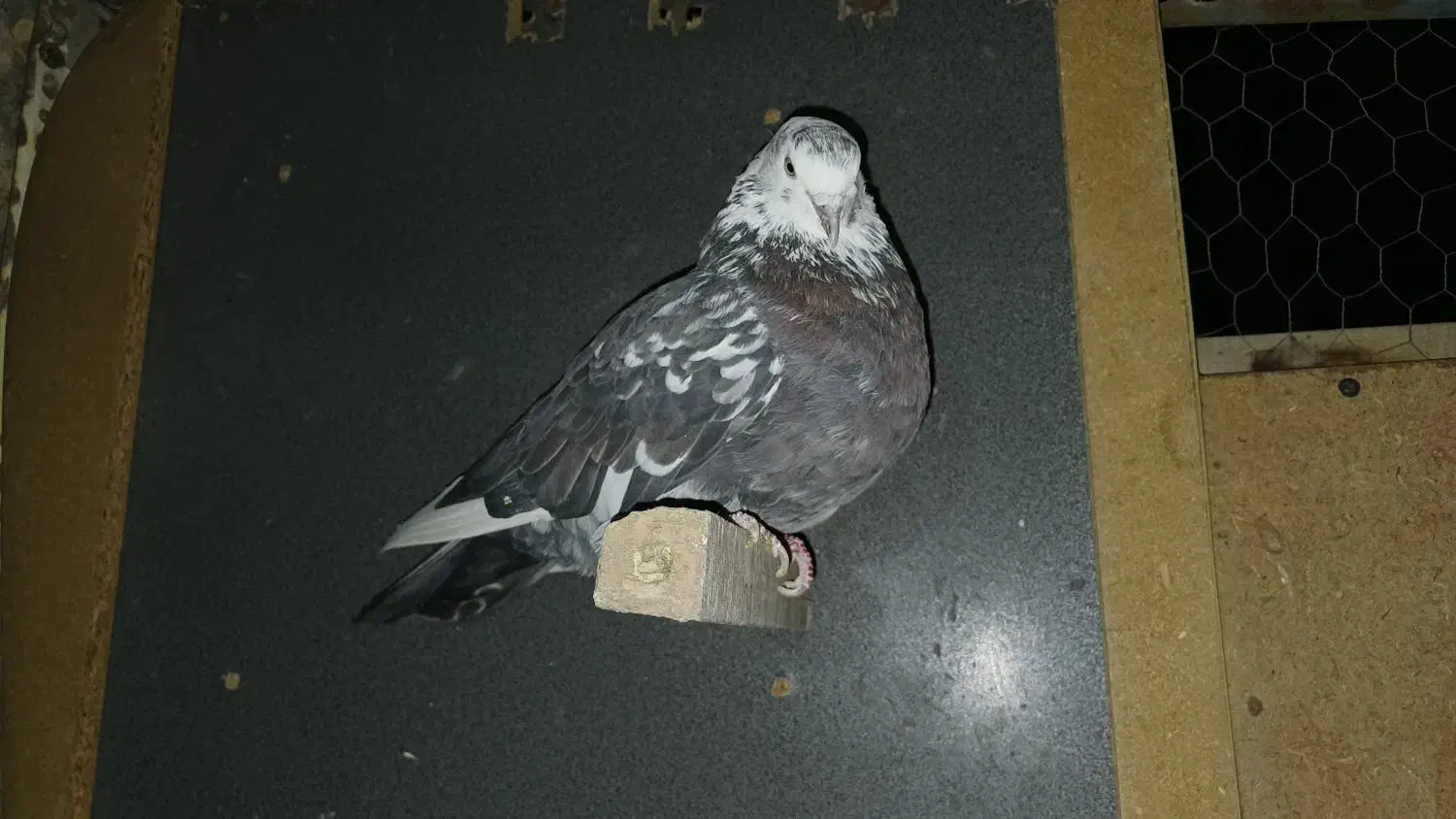 کفتر‌غریب|پرنده|مشکین‌دشت, |دیوار